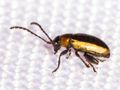 Longitarsus dorsalis